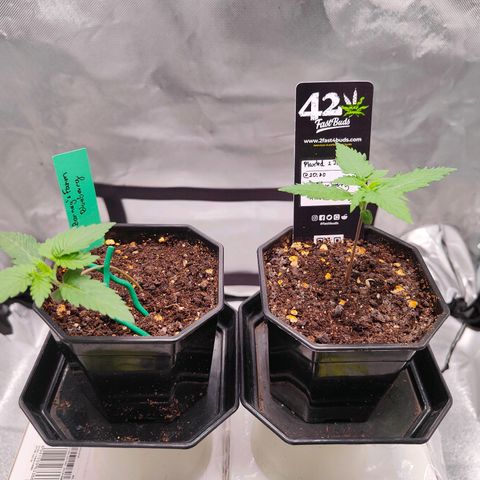 Blueberry Final's Battle #1 growlog photo: Morning time, before lights off 9:50AM.