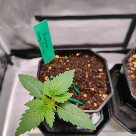 Blueberry Final's Battle #1 growlog photo: Morning time, before lights off 9:50AM.