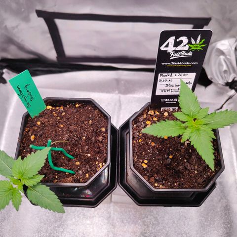 Blueberry Final's Battle #1 growlog photo: Morning time, before lights off 9:50AM.