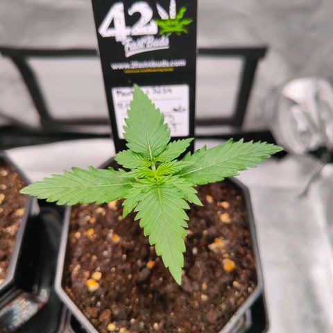 Blueberry Final's Battle #1 growlog photo: Morning time, before lights off 9:50AM.