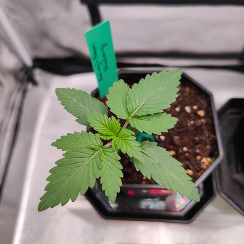 Blueberry Final's Battle #1 growlog timeline photo