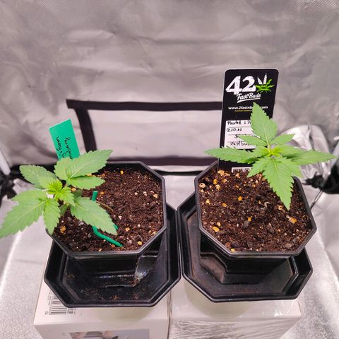 Blueberry Final's Battle #1 growlog timeline photo