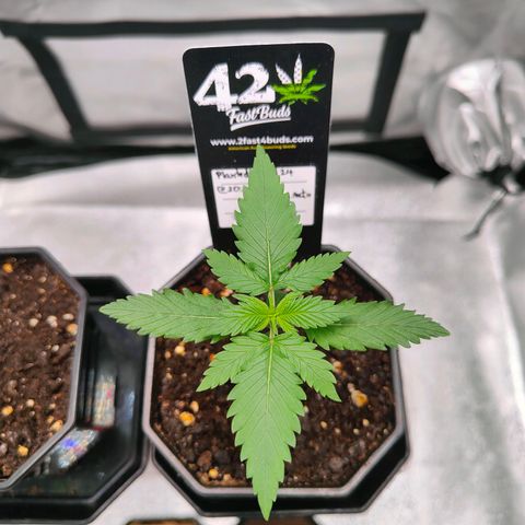 Blueberry Final's Battle #1 growlog timeline photo