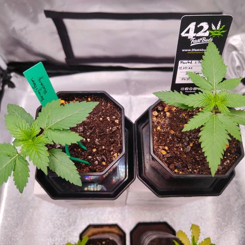 Blueberry Final's Battle #1 growlog photo: Morning