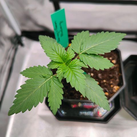 Blueberry Final's Battle #1 growlog photo: Morning