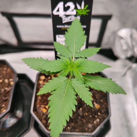Blueberry Final's Battle #1 growlog photo: Morning