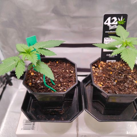 Blueberry Final's Battle #1 growlog photo: Morning