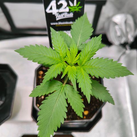 Blueberry Final's Battle #1 growlog photo: Night