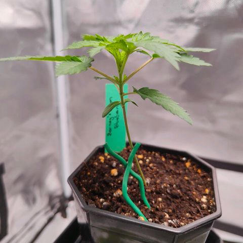 Blueberry Final's Battle #1 growlog photo: Night