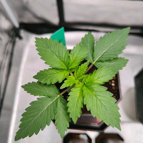 Blueberry Final's Battle #1 growlog photo: Night