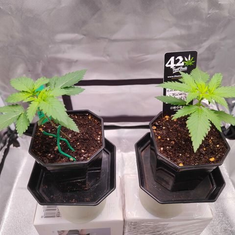 Blueberry Final's Battle #1 growlog photo: Night