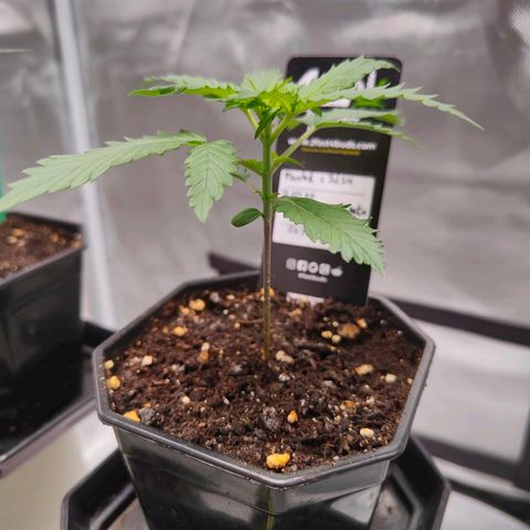Blueberry Final's Battle #1 growlog photo: Night