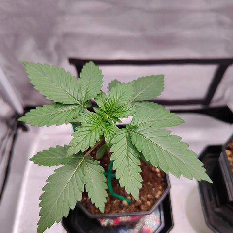 Blueberry Final's Battle #1 growlog photo: First 5 Finger leaves on both Barney's Blueberry and on FastBuds Blueberry Auto.

Thinking to start the stunt irrigation control; to keep them small by repotting into final 1 Gallon pot.