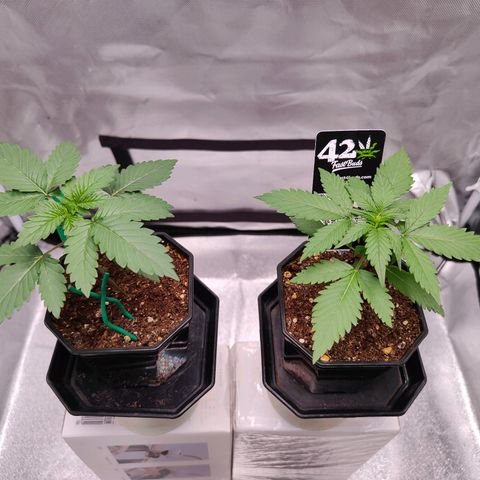 Blueberry Final's Battle #1 growlog photo: First 5 Finger leaves on both Barney's Blueberry and on FastBuds Blueberry Auto.

Thinking to start the stunt irrigation control; to keep them small by repotting into final 1 Gallon pot.