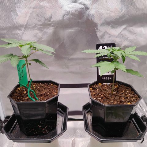 Blueberry Final's Battle #1 growlog photo: First 5 Finger leaves on both Barney's Blueberry and on FastBuds Blueberry Auto.

Thinking to start the stunt irrigation control; to keep them small by repotting into final 1 Gallon pot.