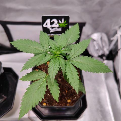 Blueberry Final's Battle #1 growlog photo: First 5 Finger leaves on both Barney's Blueberry and on FastBuds Blueberry Auto.

Thinking to start the stunt irrigation control; to keep them small by repotting into final 1 Gallon pot.