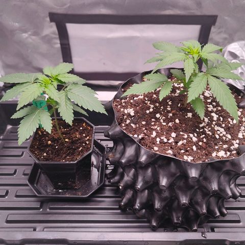 Blueberry Final's Battle #1 growlog timeline photo