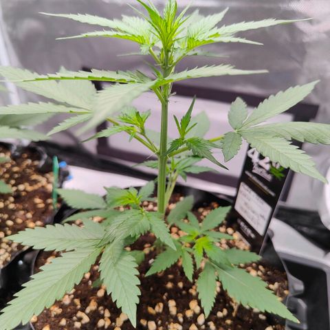 Blueberry Final's Battle #1 growlog photo: Morning time