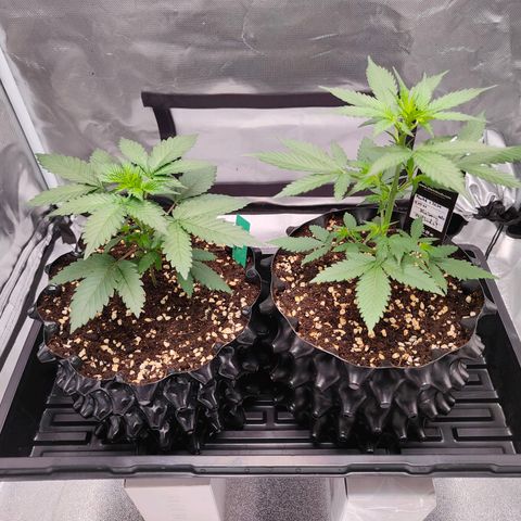 Blueberry Final's Battle #1 growlog photo: Morning time