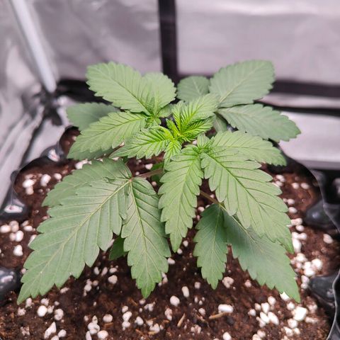 Blueberry Final's Battle #1 growlog timeline photo