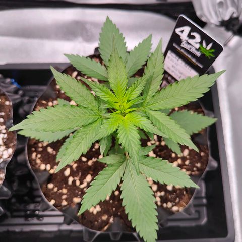 Blueberry Final's Battle #1 growlog timeline photo