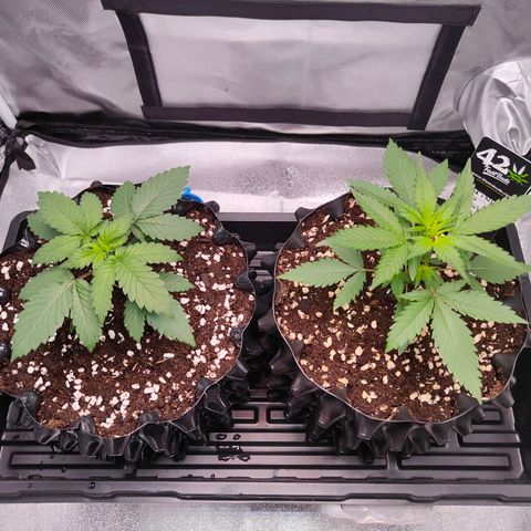 Blueberry Final's Battle #1 growlog timeline photo