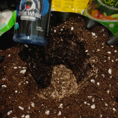 Blueberry Final's Battle #1 growlog timeline photo