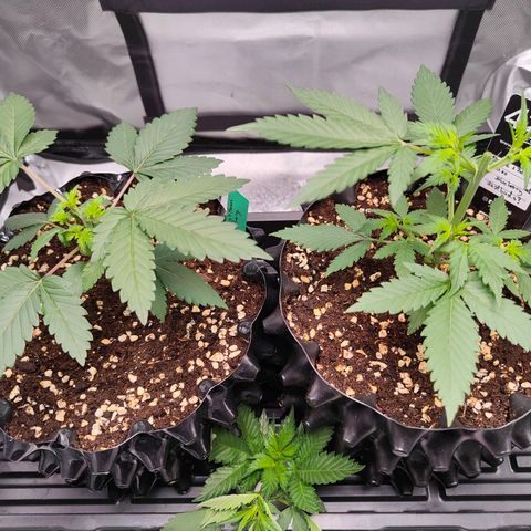 Blueberry Final's Battle #1 growlog photo: Night time - topped both