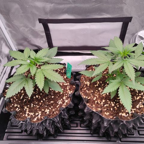 Blueberry Final's Battle #1 growlog timeline photo
