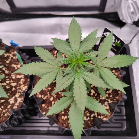 Blueberry Final's Battle #1 growlog timeline photo