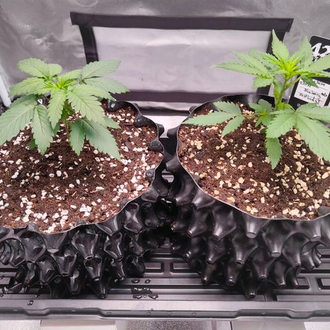 Blueberry Final's Battle #1 growlog timeline photo