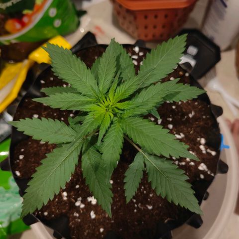 Blueberry Final's Battle #1 growlog timeline photo