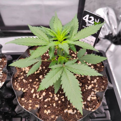 Blueberry Final's Battle #1 growlog timeline photo