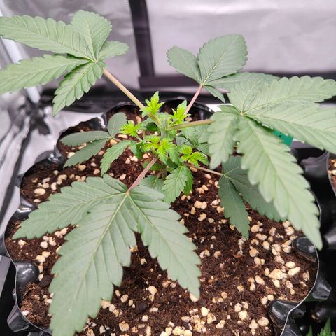 Blueberry Final's Battle #1 growlog photo: Night time - topped both