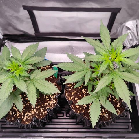 Blueberry Final's Battle #1 growlog photo: Morning time