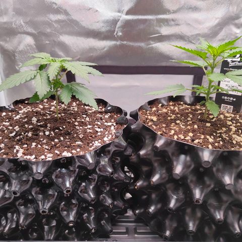 Blueberry Final's Battle #1 growlog timeline photo