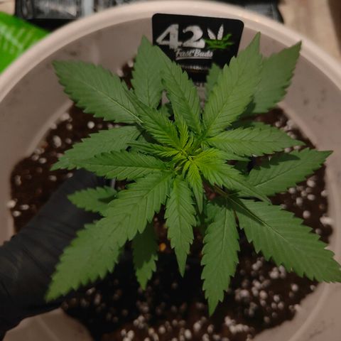 Blueberry Final's Battle #1 growlog timeline photo