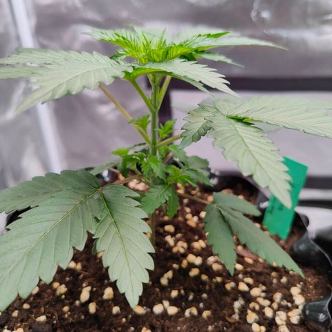 Blueberry Final's Battle #1 growlog photo: Morning time