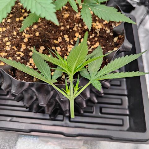 Blueberry Final's Battle #1 growlog photo: Night time - topped both