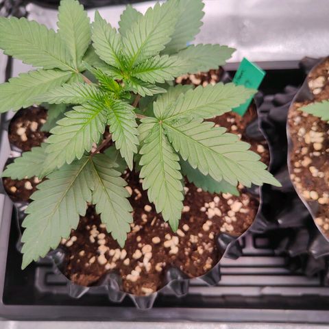 Blueberry Final's Battle #1 growlog timeline photo