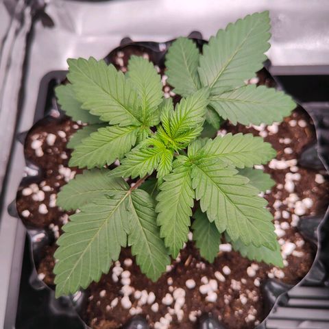 Blueberry Final's Battle #1 growlog timeline photo