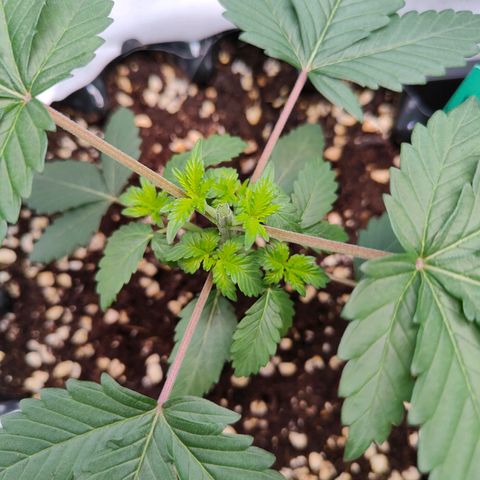 Blueberry Final's Battle #1 growlog photo: Night time - topped both