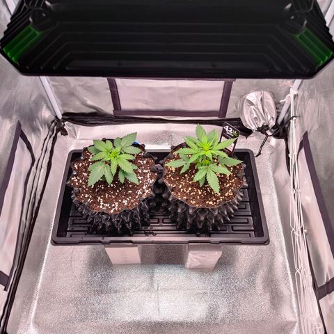 Blueberry Final's Battle #1 growlog timeline photo