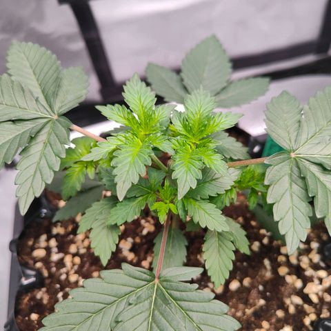 Blueberry Final's Battle #1 growlog timeline photo