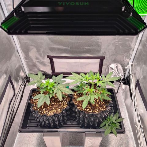 Blueberry Final's Battle #1 growlog timeline photo