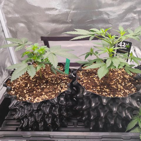 Blueberry Final's Battle #1 growlog timeline photo