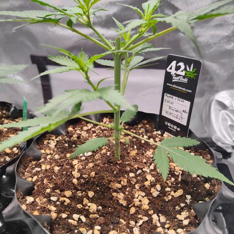 Blueberry Final's Battle #1 growlog timeline photo
