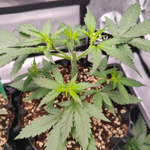 Blueberry Final's Battle #1 growlog timeline photo