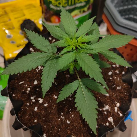 Blueberry Final's Battle #1 growlog timeline photo