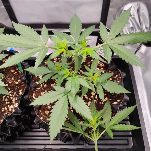 Blueberry Final's Battle #1 growlog photo: Night time - topped both
